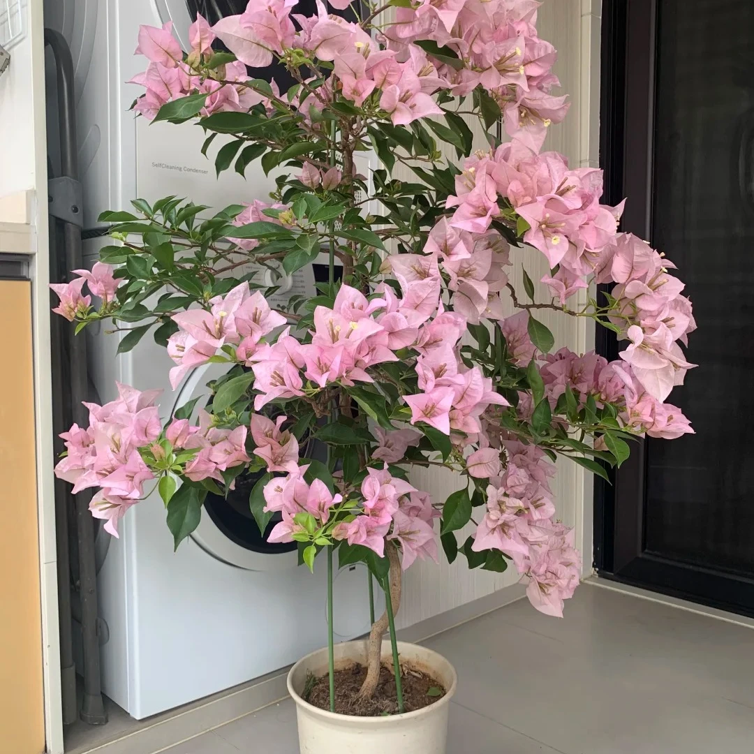 粉天使三角梅盆栽四季开花耐热好养适合庭院阳台