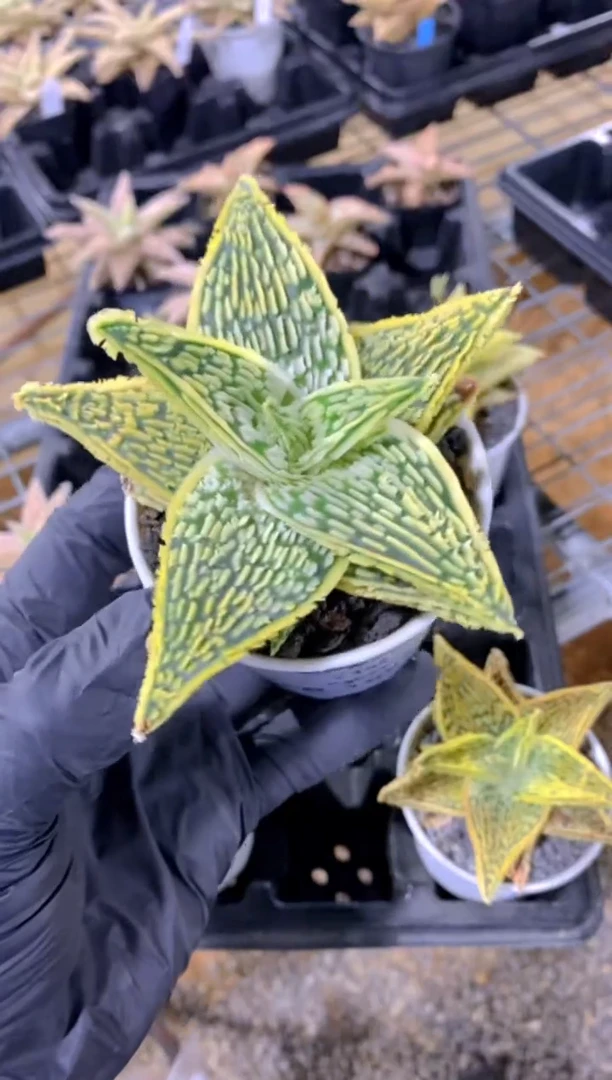 【闪购商品】园艺芦荟wl216FB-1661