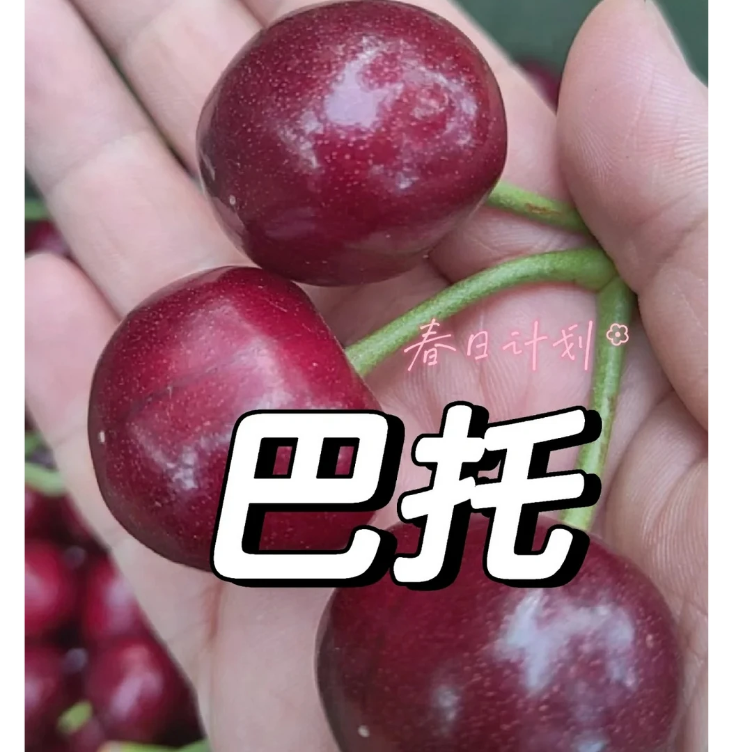 【润泽甄选】JJ大连巴托樱桃2.2斤—2.4斤【顺丰包邮 次日达】巴托樱桃