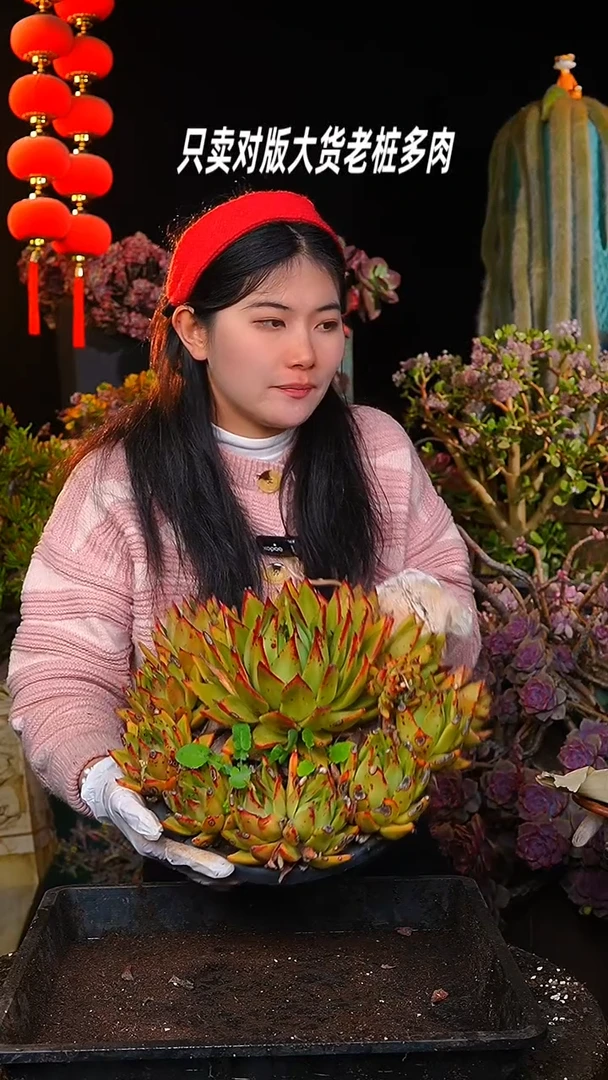 【闪购商品】大东云群生