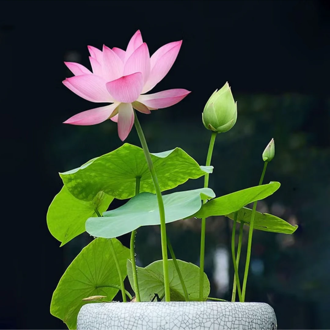 【新水培莲子】开口盆栽无土水培莲花四季开花赠营养液