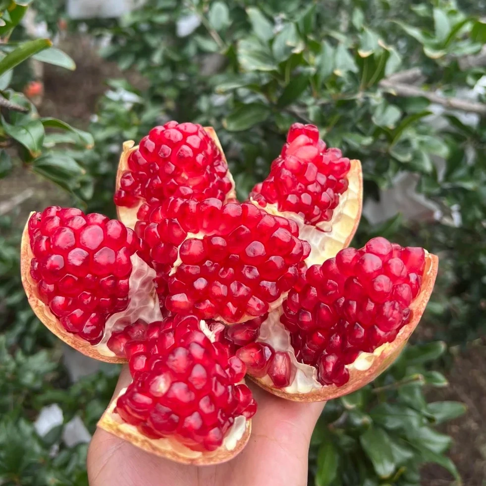 2正宗四川会理突尼斯软籽石榴颗粒饱满纯甜爆汁孕妇水果现摘现发