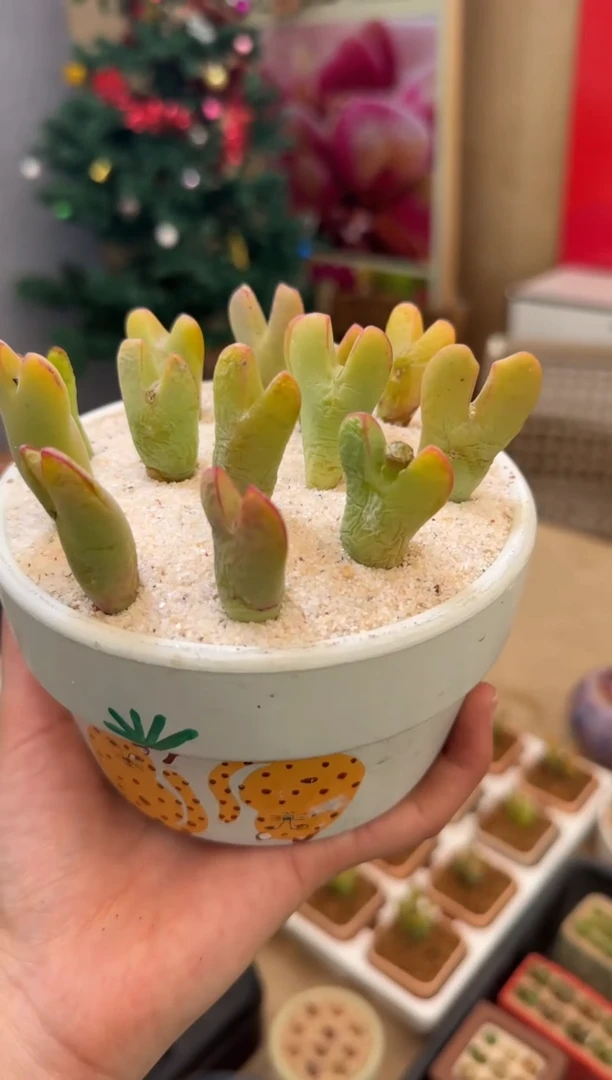 【闪购商品】23-7果冻黄皮卡丘一颗