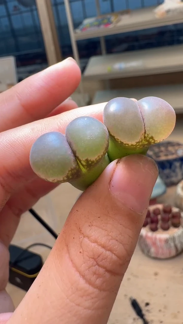 喵*儿多肉植物肉锥16-264卡特伦