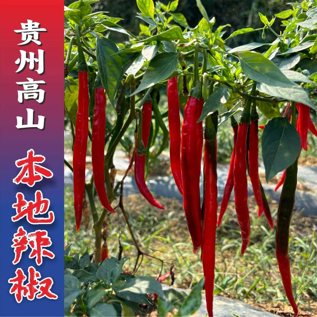 【贵州遵义二荆条】泡沫箱+中通快递 糟辣椒泡椒剁椒辣醬新鲜红辣椒