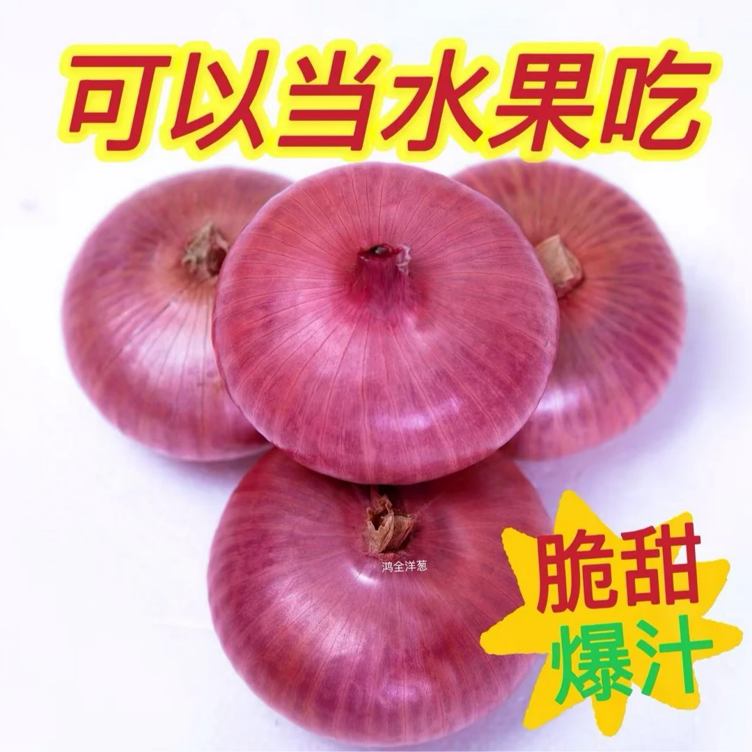 紫皮扁圆水果洋葱微辣微甜时令蔬菜可生吃凉拌炒菜5斤