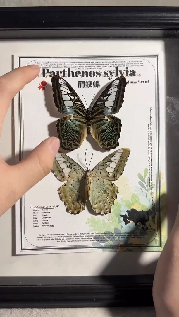 丽蛱蝶大双生真实蝴蝶标本