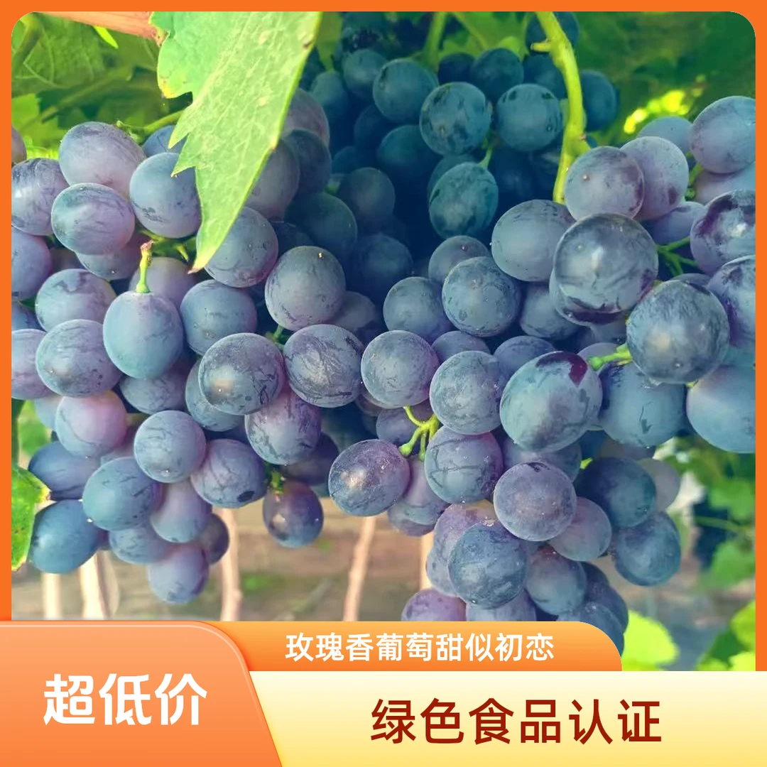 5斤玫瑰香葡萄软嫩多汁皮薄籽少甜似初恋（绿色食品认证）贵州省