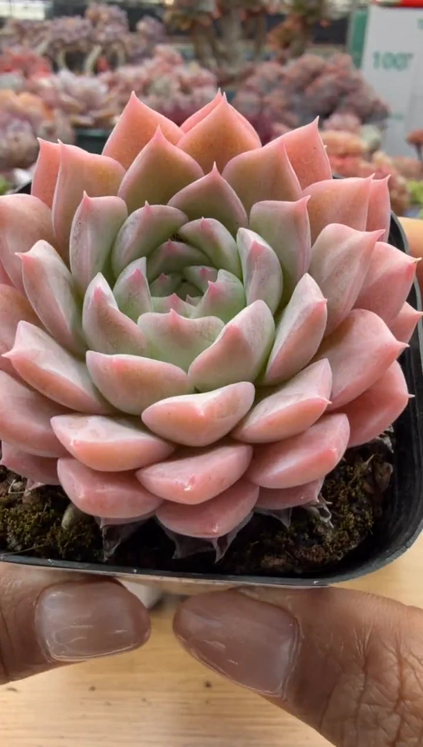 东云多肉园二店-202