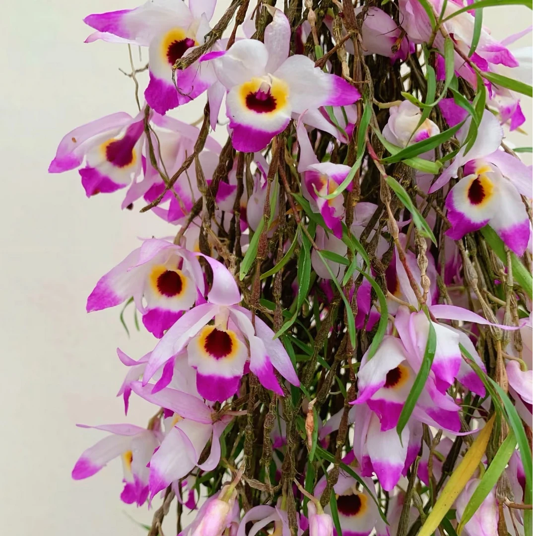 串珠石斛花卉盆栽