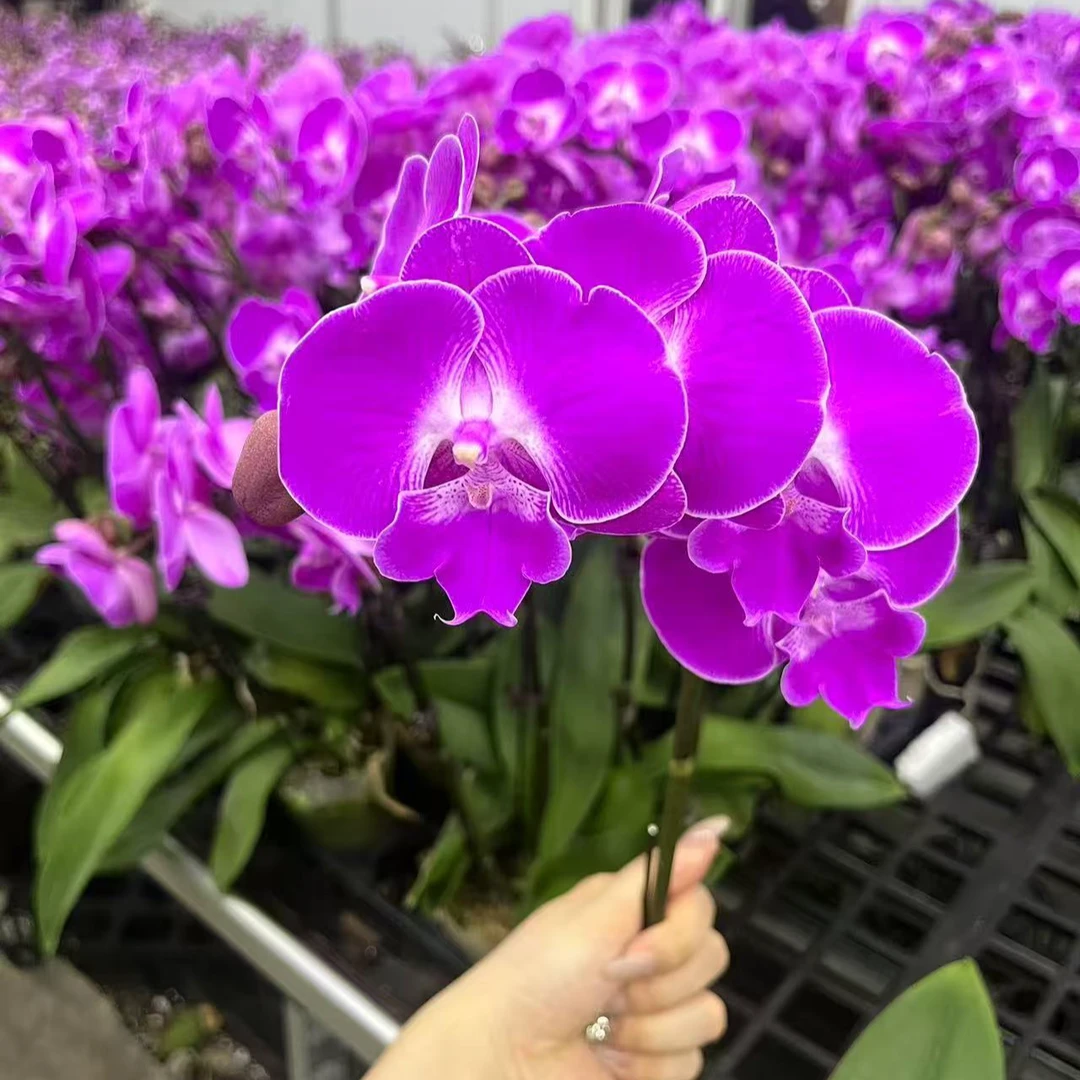 A10【骄阳】精品蝴蝶兰室内盆栽