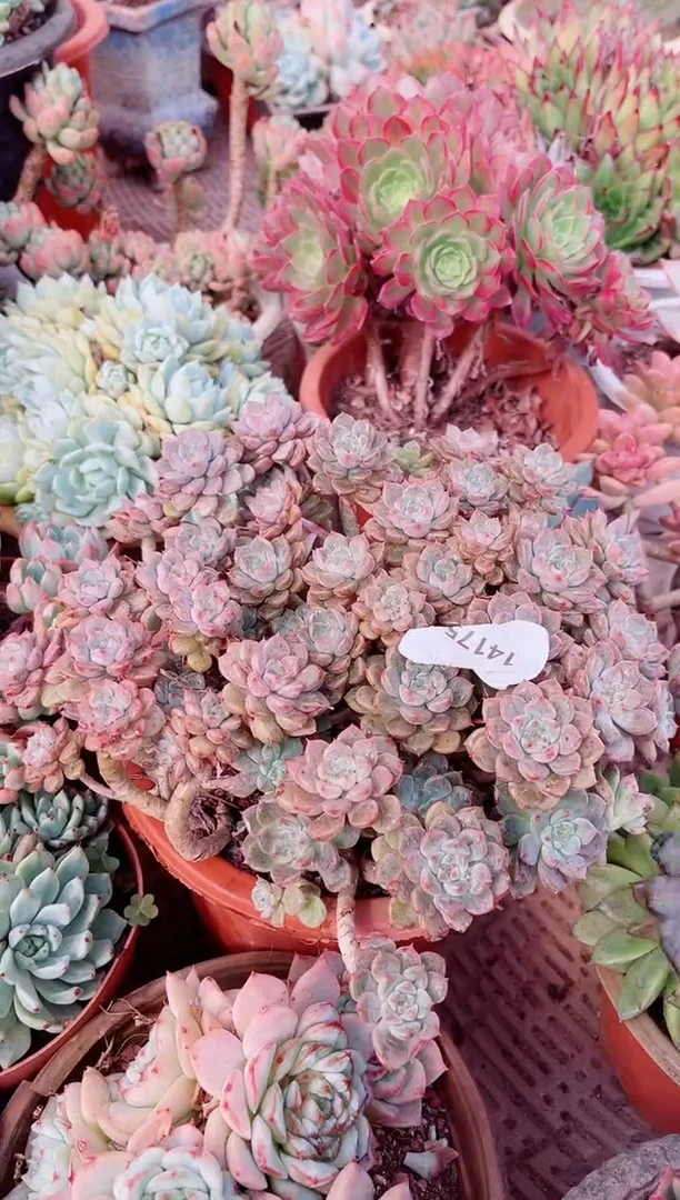 s****614175多肉植物一物一拍