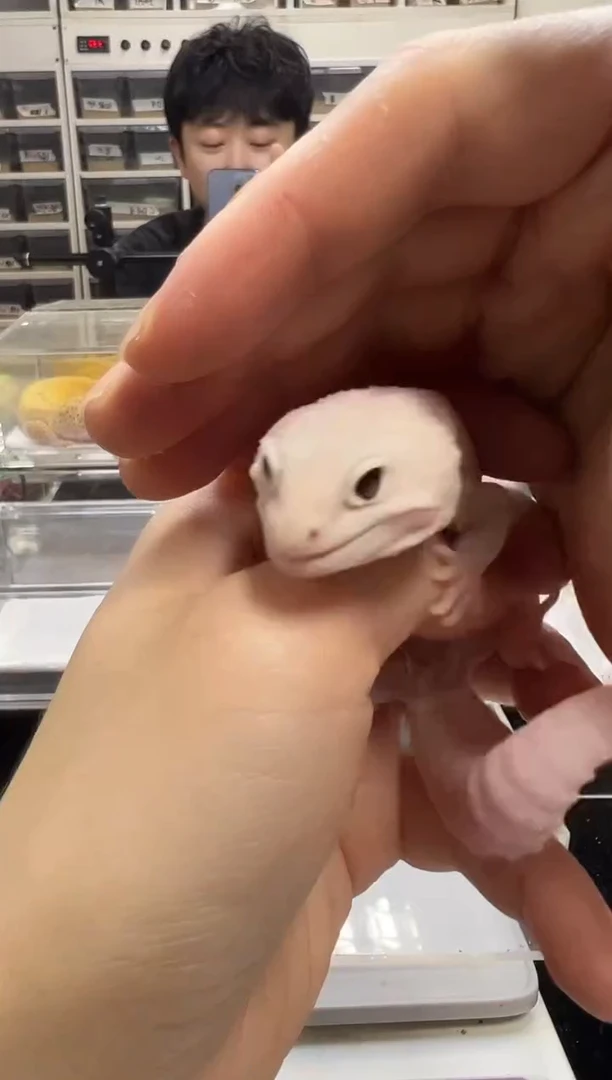 豹纹守宫豹纹守宫07 恶魔白酒弟弟