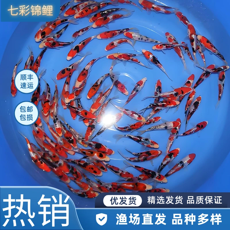锦鲤活鱼观赏鱼纯种鱼黄金龙凤红白大正黑淡水冷水好养耐活锦鲤鱼