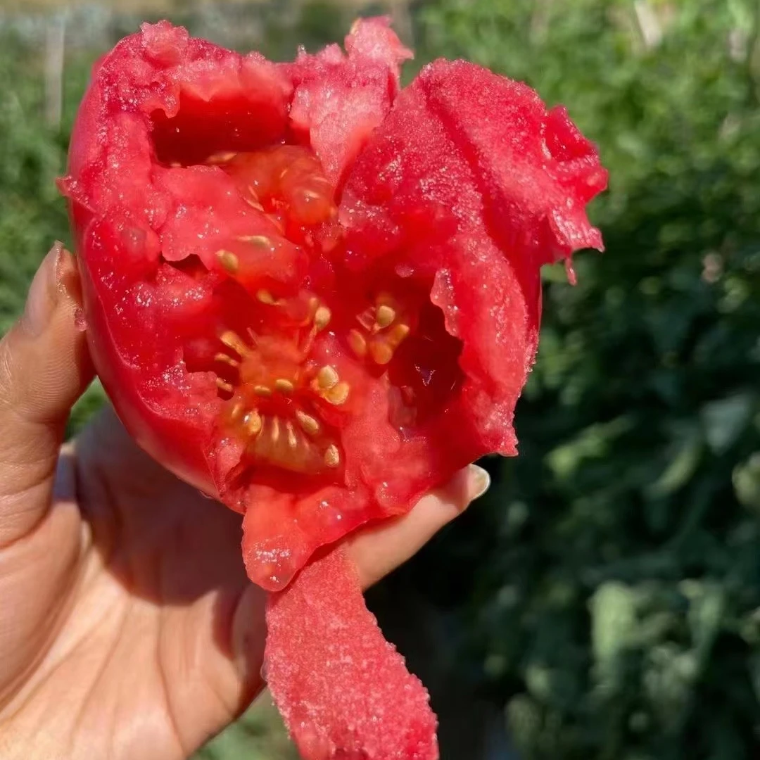 攀枝花水果沙瓤西红柿