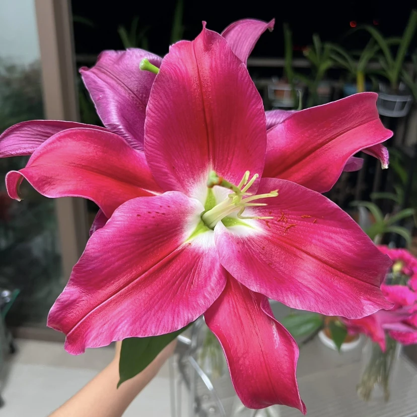 [小雨专属]A级火石单瓣香水百合鲜花