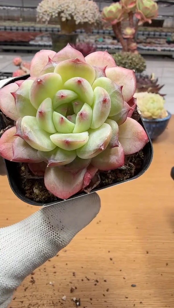 东云多肉园二店-151