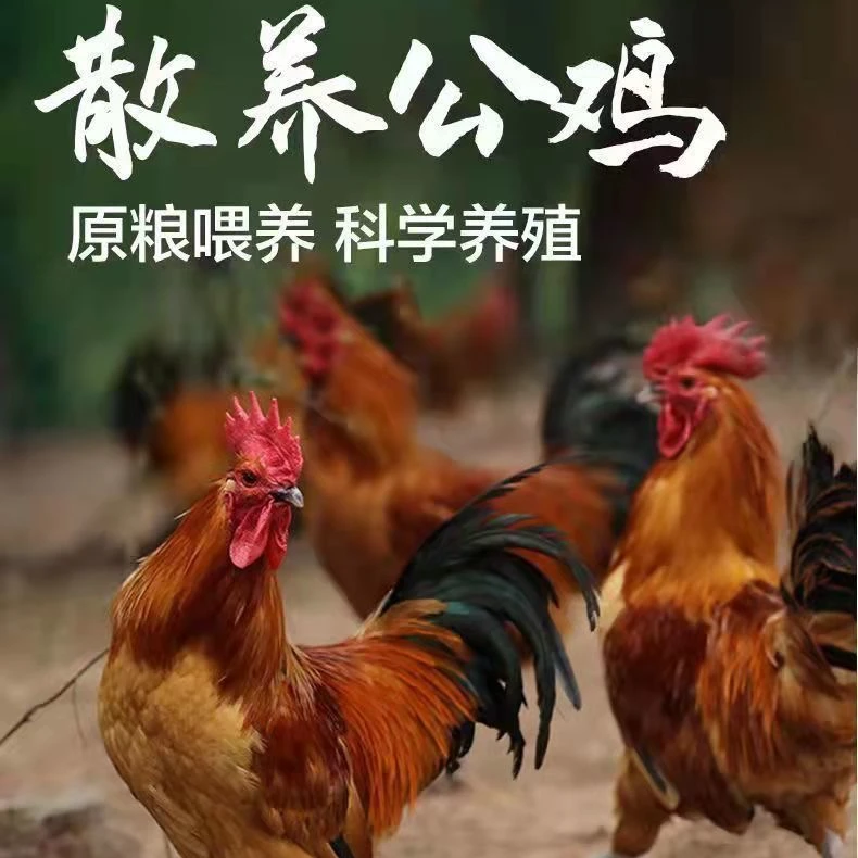 农家散养鸡粮食喂养4-4.5斤新鲜宰杀