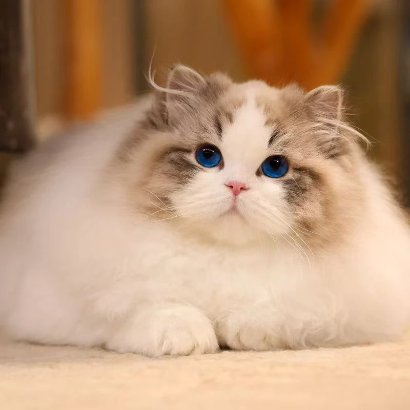 【宠悦布偶猫】活体猫咪