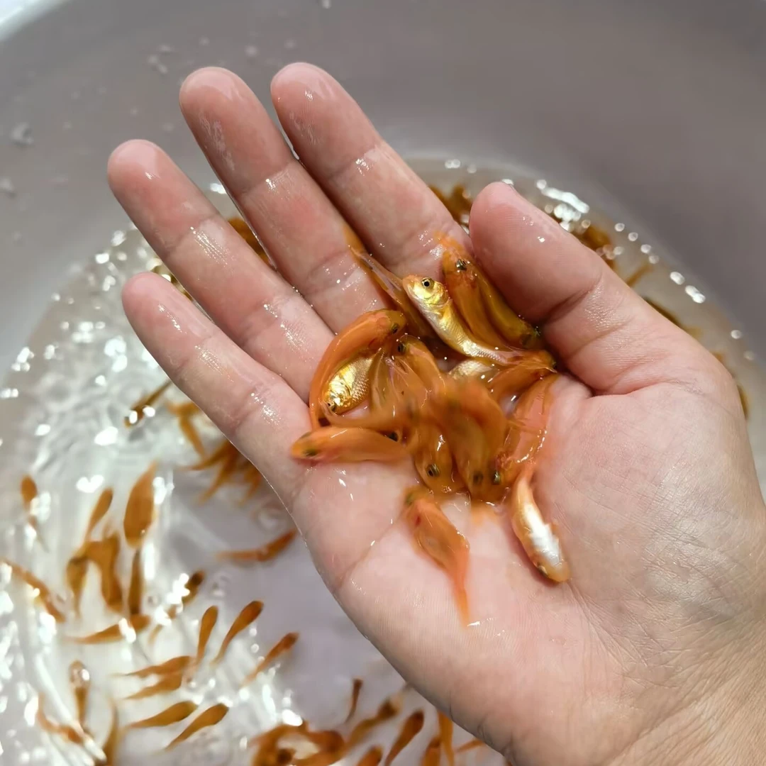 兴国红鲤 水族活体鱼