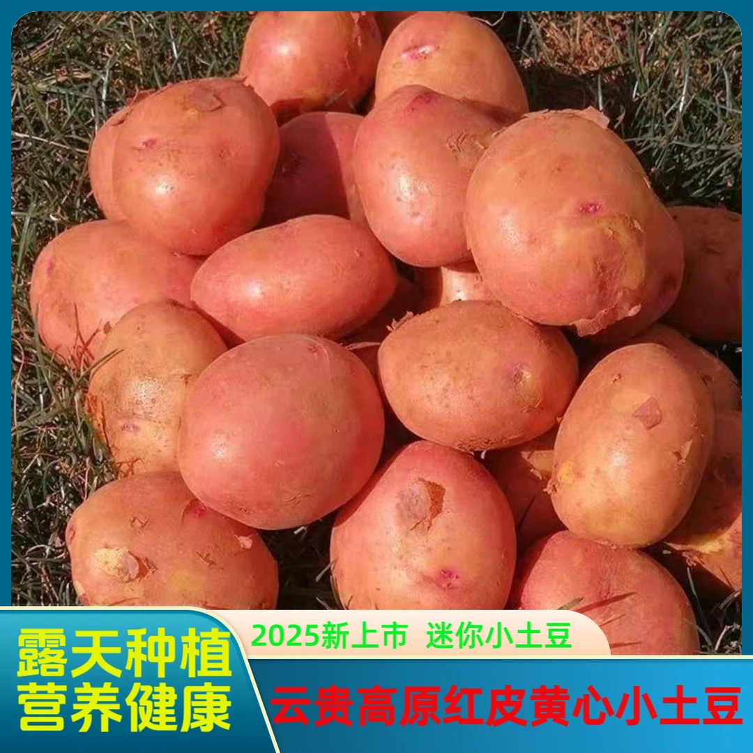 云贵高原新鲜红皮小土豆红皮黄心迷你小土豆露天种植农家新鲜蔬菜