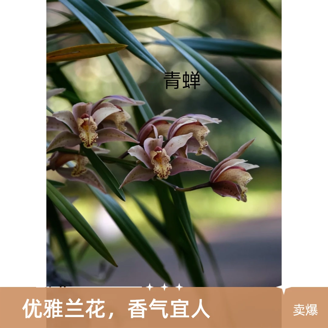 云南虎头兰可适合桌面摆放的花卉兰