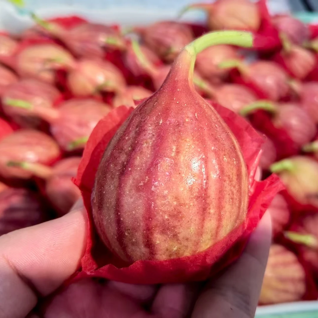 无花果 1斤左右（水果）