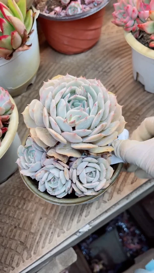 【闪购商品】07061