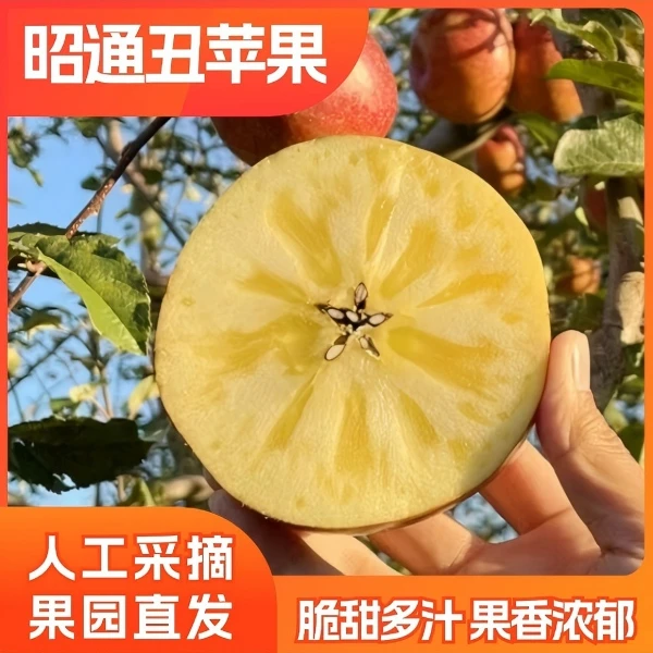 [顺丰发货]云南高山苹果当季新鲜丑苹果昭通苹果脆甜多汁