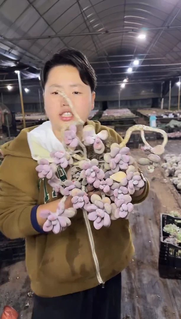 粗腿老桩桃蛋 9.99