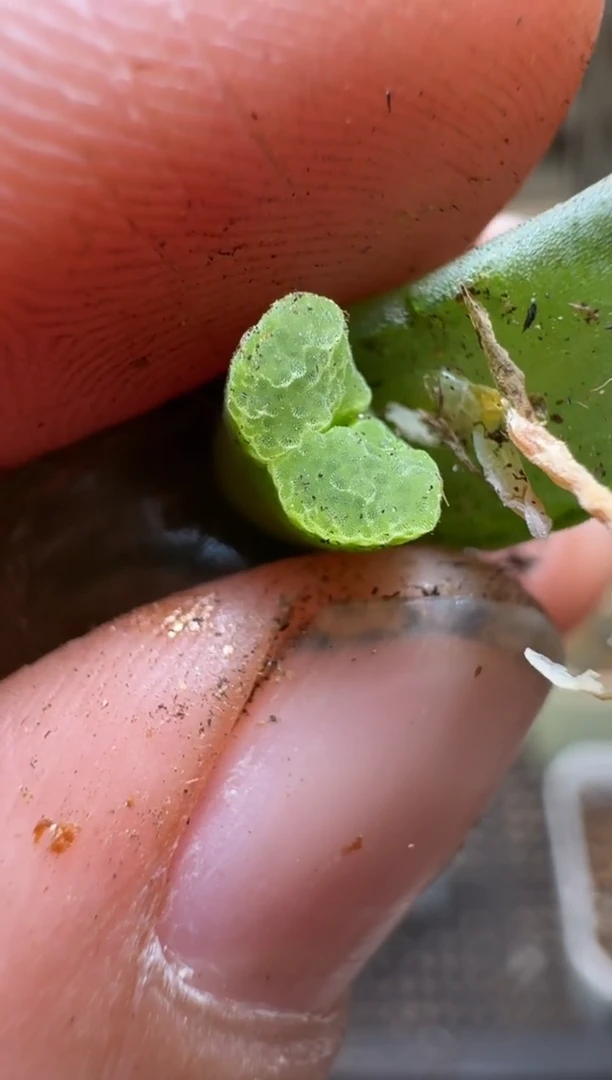 【闪购商品】2/4-106