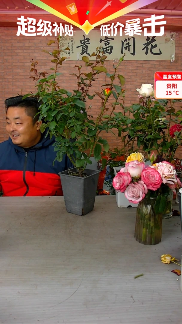 当前无花朵，栽培后可花朵凤凰钗