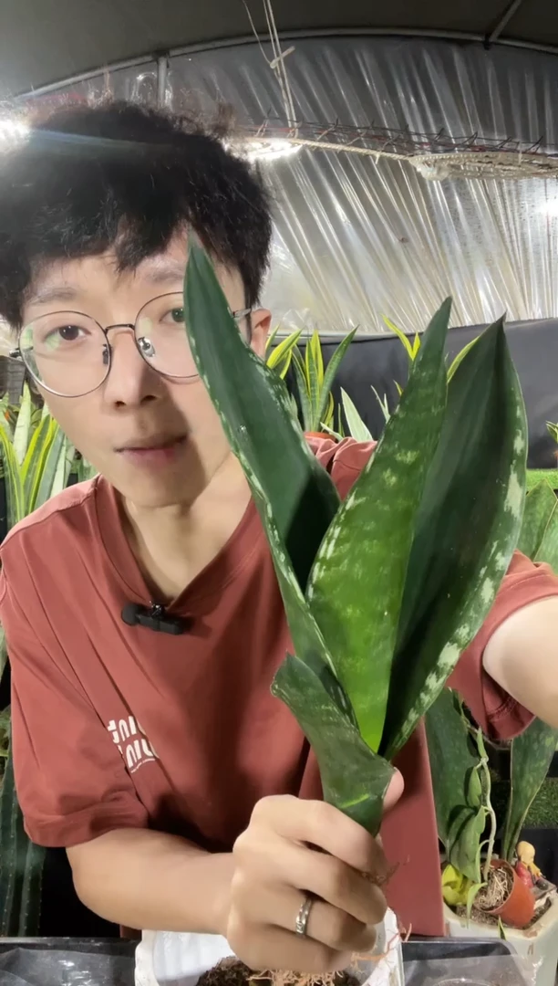 正品星空繁星裸根16.8