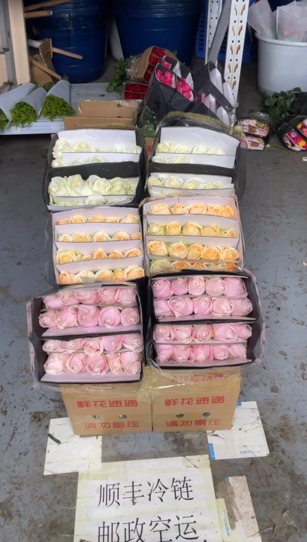 白雪山20枝+粉红20枝+香槟20枝