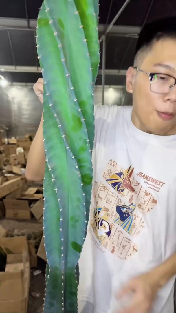 【带根】50-70cm 秘鲁苹果