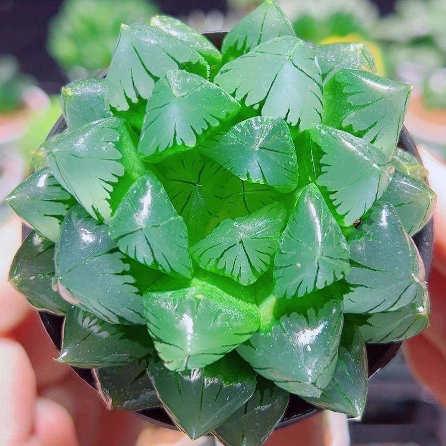 水晶玉露（满16包邮） 十二卷玉露 透窗 多肉植物发货