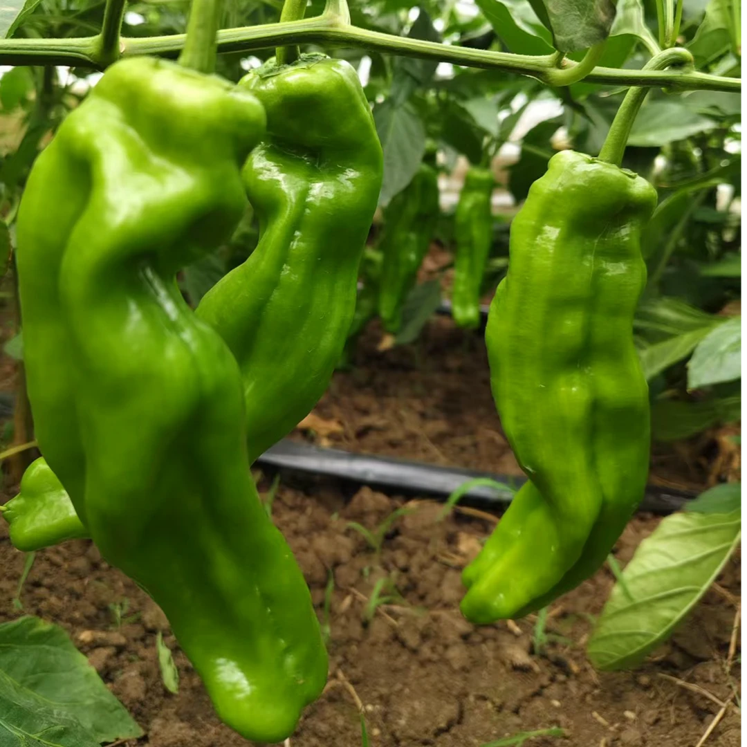 邳州现摘新鲜5号辣椒青辣椒虎皮辣椒