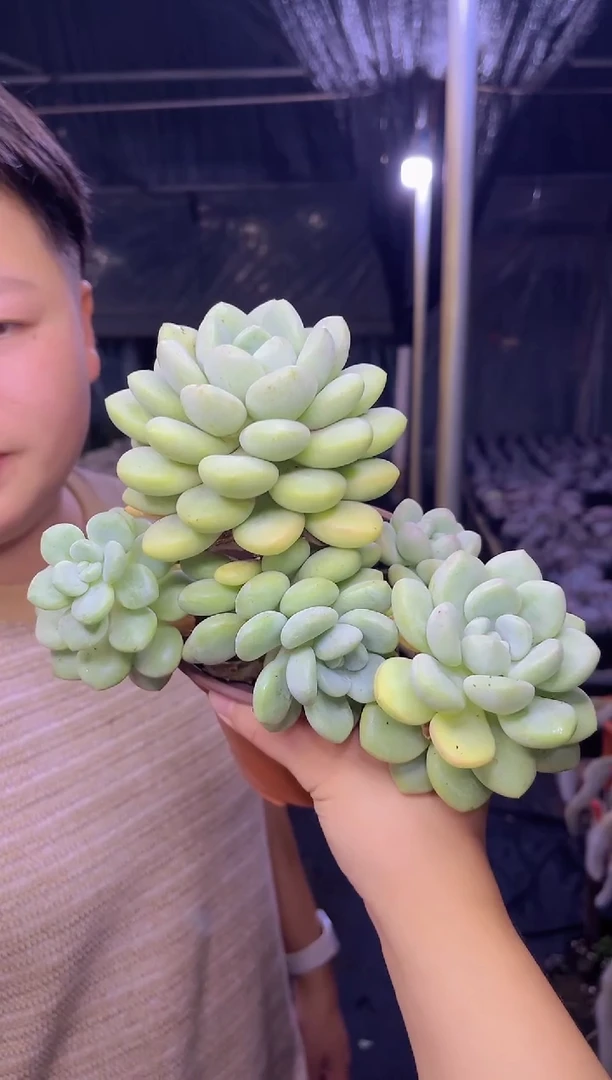 泡泡糖     9.99