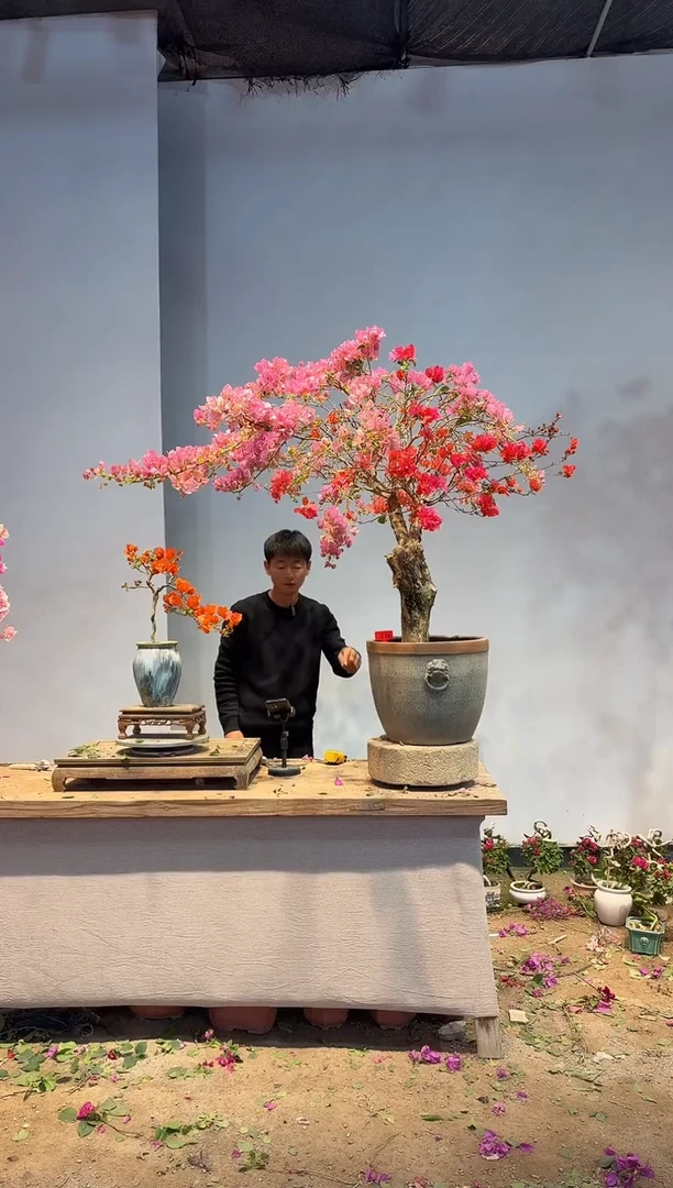 以实际为准三角梅A38