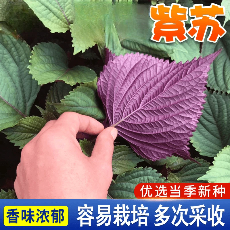营养【紫苏种子】家庭阳台小院盆栽地栽四季种植可食用种植苗苏子叶