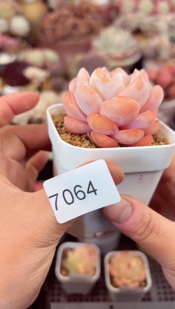 【闪购商品】7064单头冰桃多肉