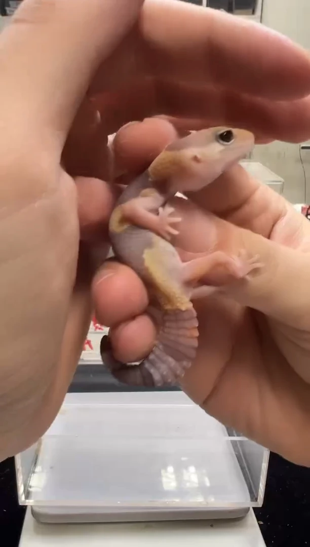 豹纹守宫肥尾守宫12