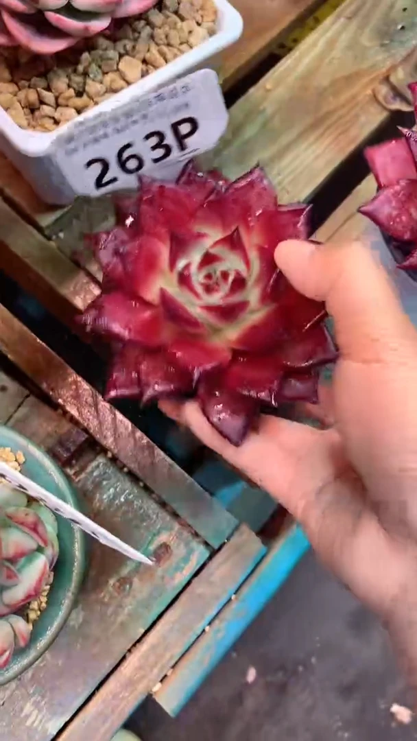 263P罗宾（一物一拍实付满28发货，默认不带盆土）