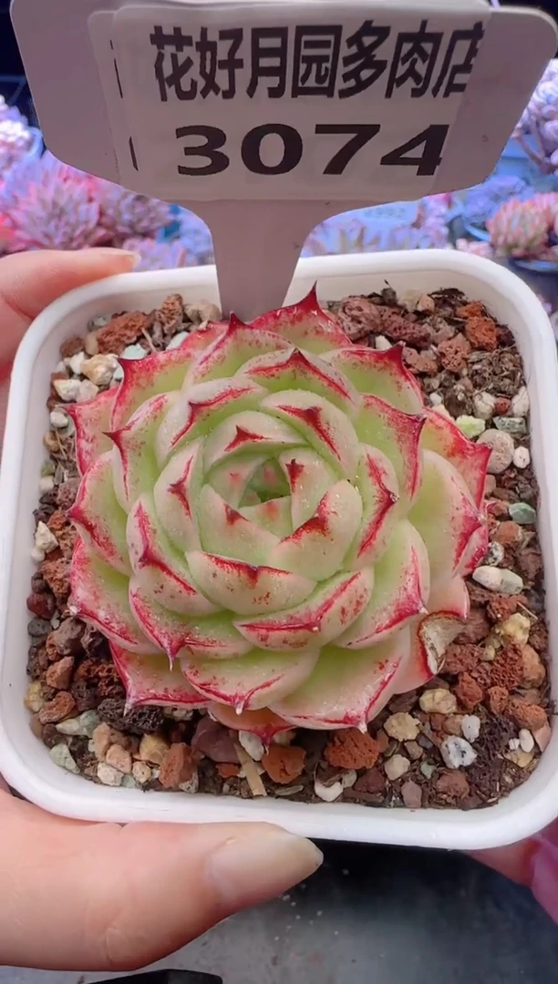 【闪购商品】3074.