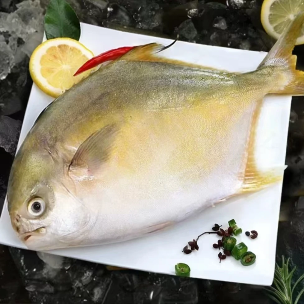 金鲳鱼 海金鲳 顺丰京东发货