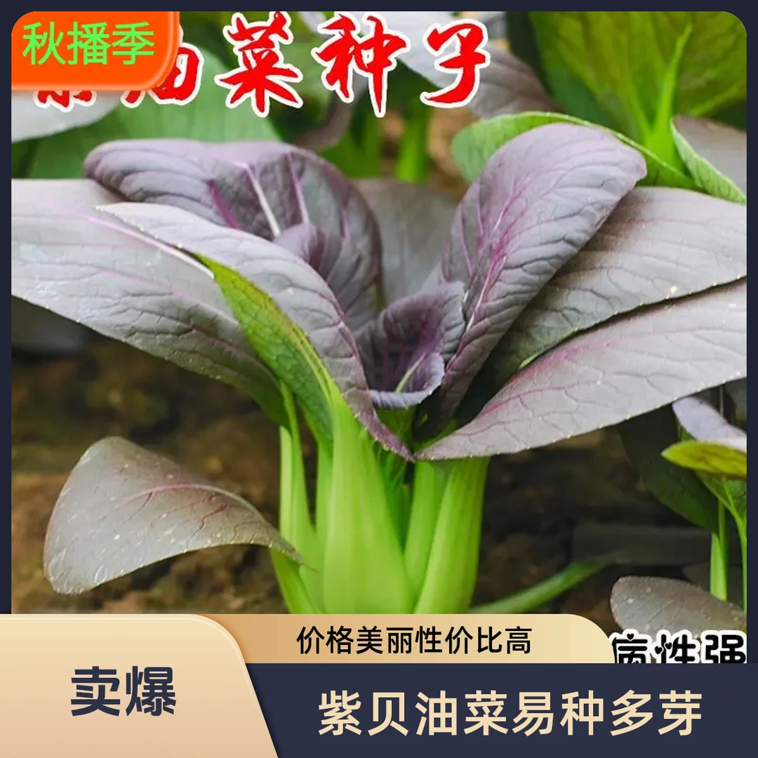 【满5包包邮】紫贝油菜种籽紫色红油菜种孑盆栽小青菜四季菜园种植