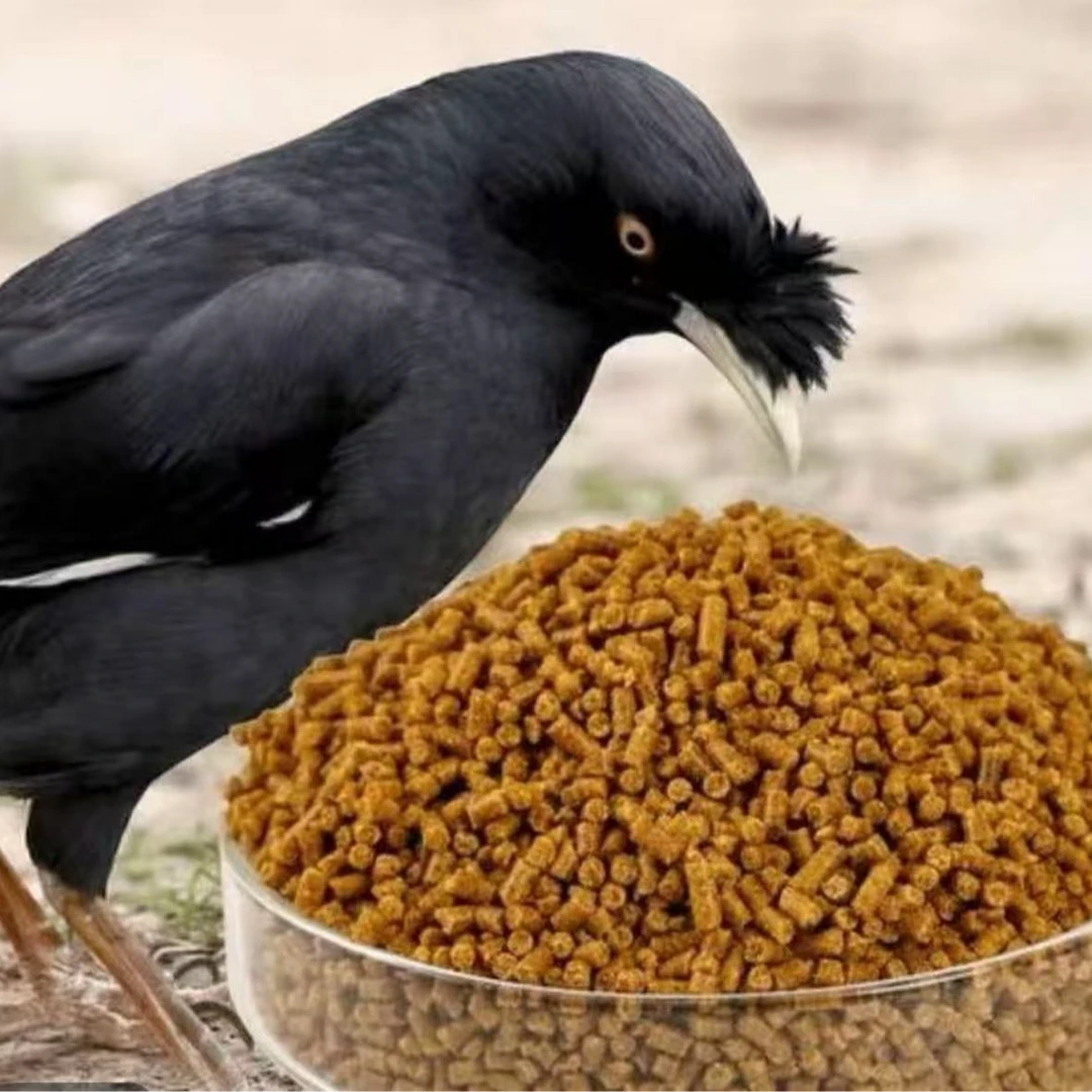 散装鸟食含多种谷物适用于八哥鹩哥（与实物有差别谨慎购买）