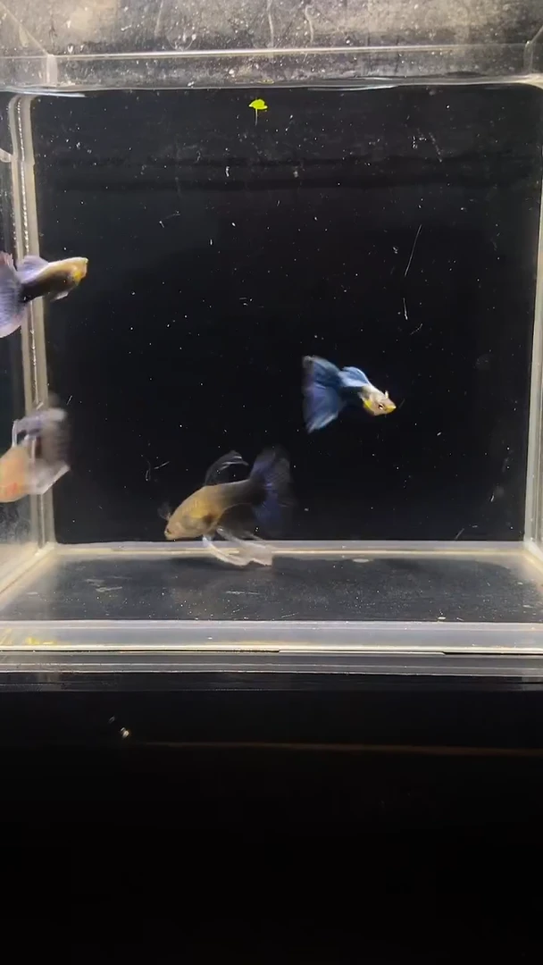 孔雀鱼蓝礼服粗c两队3