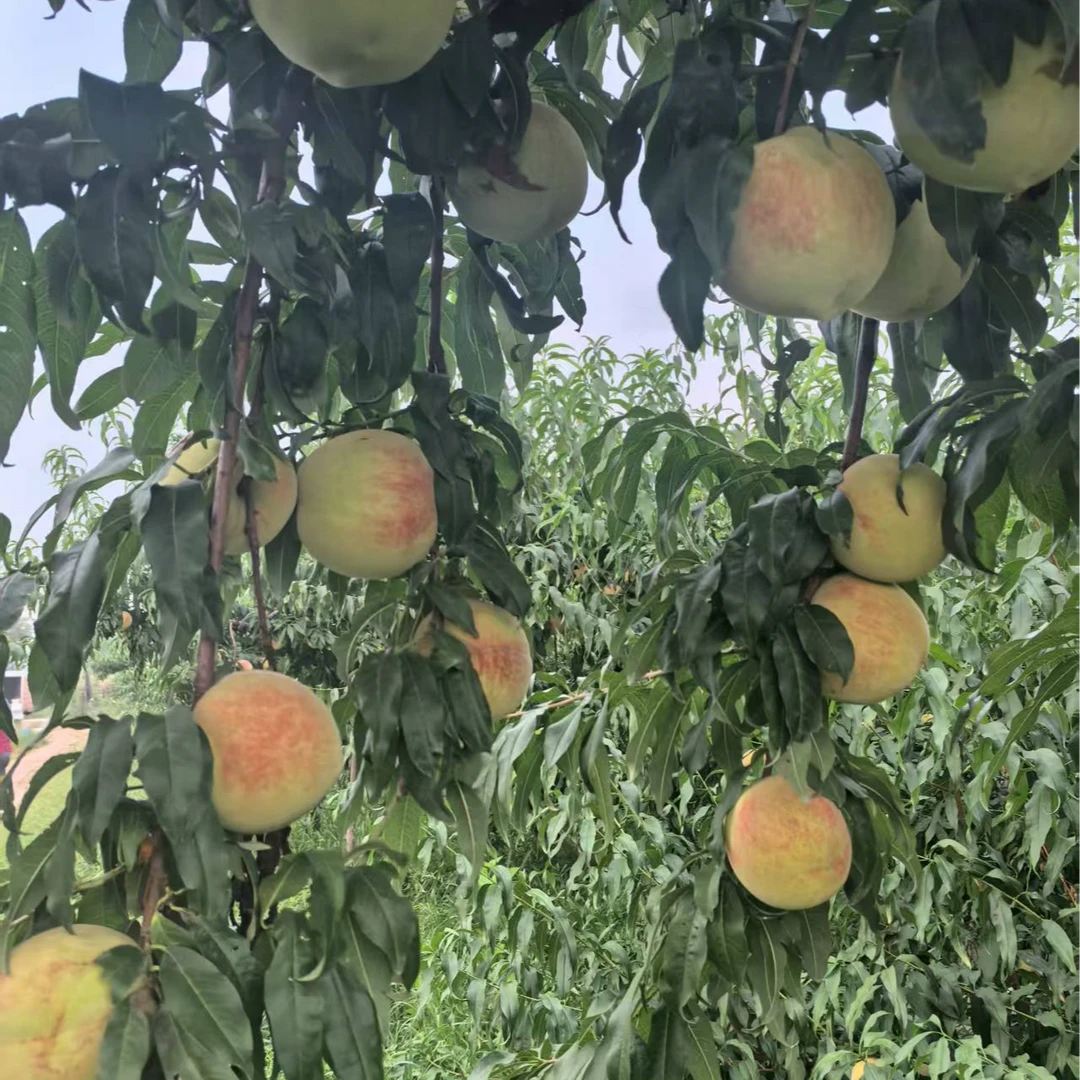 天津本地-大青桃-不离核（京东到家）