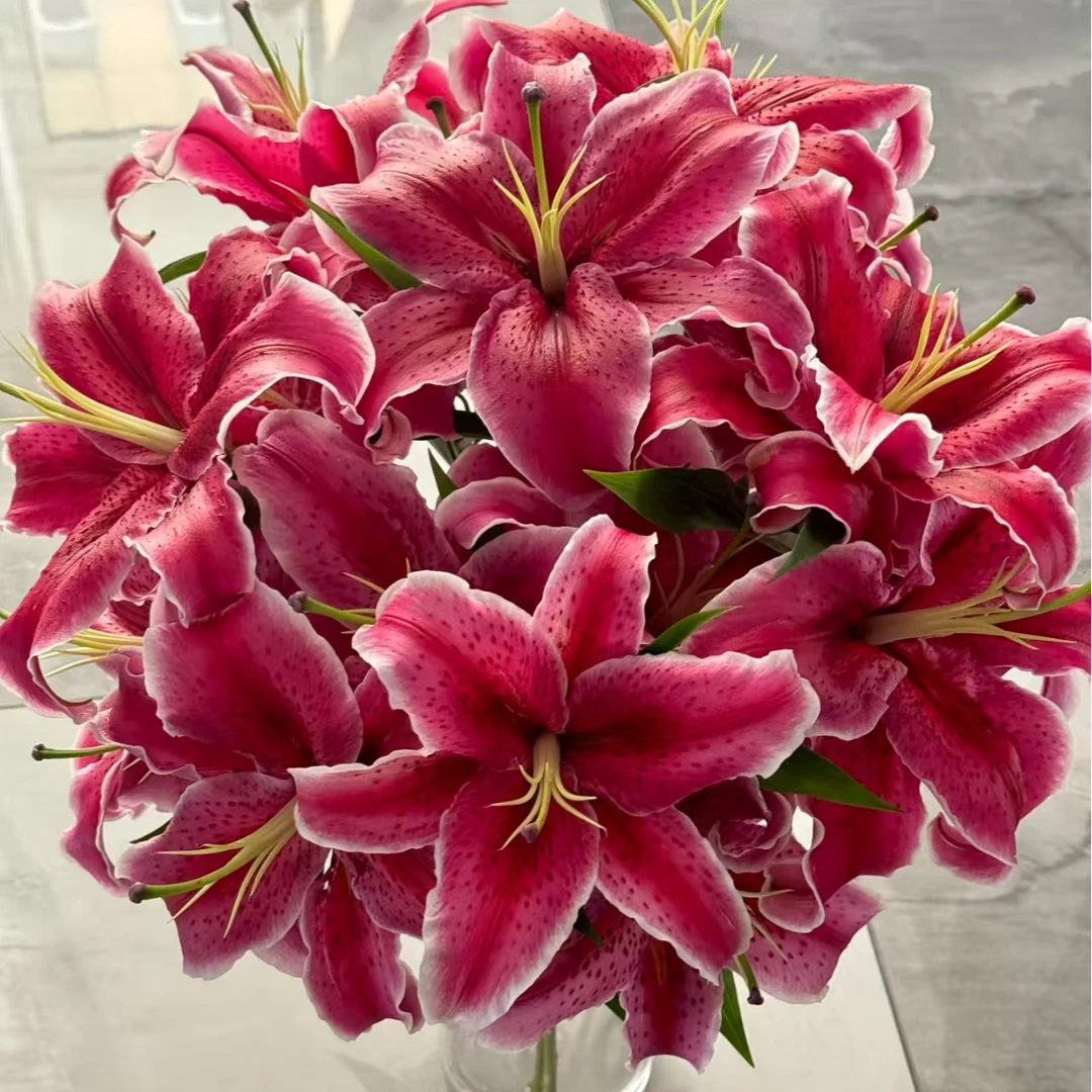 黑美人香水百合【基地现采现发】发货后不退款掉两个苞不售后